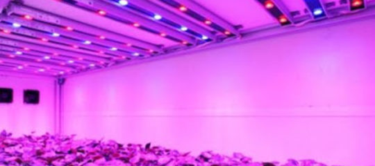 Lampes LED horticoles